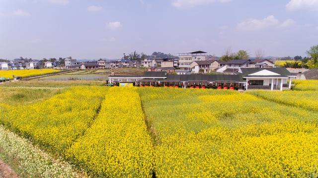 2023年潼南油菜花开了吗?重庆潼南天气情况-图2 2023年潼南油菜花开了吗?重庆潼南天气情况-图2