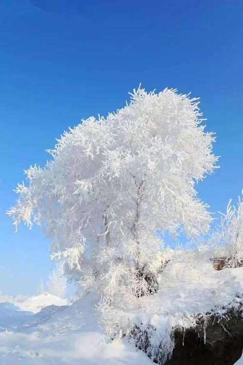 平阳看雾凇最好的地方?平阳晚上天气情况-图2 平阳看雾凇最好的地方?平阳晚上天气情况-图2