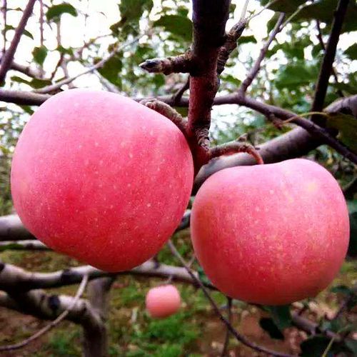 马龙苹果早熟的自然原因?马龙最近的天气情况-图3 马龙苹果早熟的自然原因?马龙最近的天气情况-图3