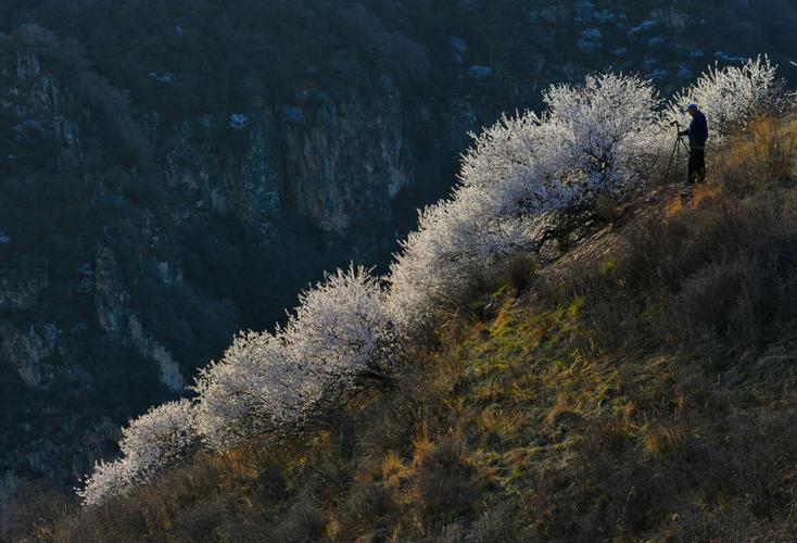 蔚县杏花开的时间?蔚县十一的天气情况-图3 蔚县杏花开的时间?蔚县十一的天气情况-图3