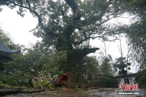 十月份29度栽樟树容易成活吗?樟树22号天气情况-图2 十月份29度栽樟树容易成活吗?樟树22号天气情况-图2