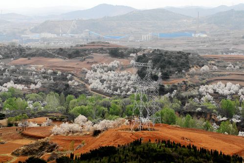 高平釜山梨花什么时间开?安徽伏宁县天气情况-图2 高平釜山梨花什么时间开?安徽伏宁县天气情况-图2