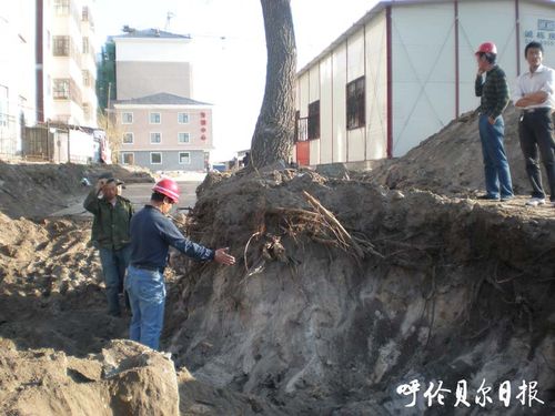 冬天挖的榆树桩需要浇水吗？榆树今天的天气情况