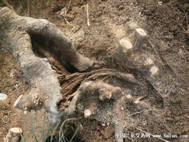 冬天挖的榆树桩需要浇水吗?榆树今天的天气情况-图2 冬天挖的榆树桩需要浇水吗?榆树今天的天气情况-图2