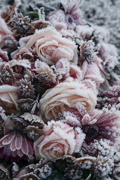 玫瑰花冬季快递怕冻吗？玫瑰花天气情况
