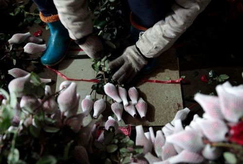 玫瑰花冬季快递怕冻吗?玫瑰花天气情况-图2 玫瑰花冬季快递怕冻吗?玫瑰花天气情况-图2