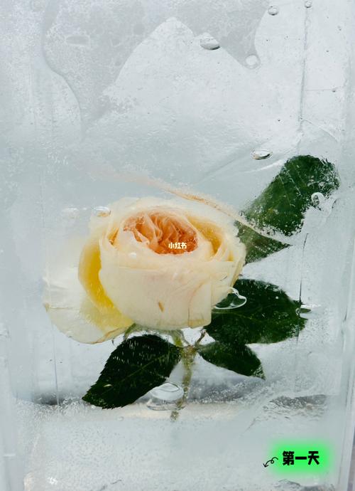 玫瑰花冬季快递怕冻吗?玫瑰花天气情况-图3 玫瑰花冬季快递怕冻吗?玫瑰花天气情况-图3