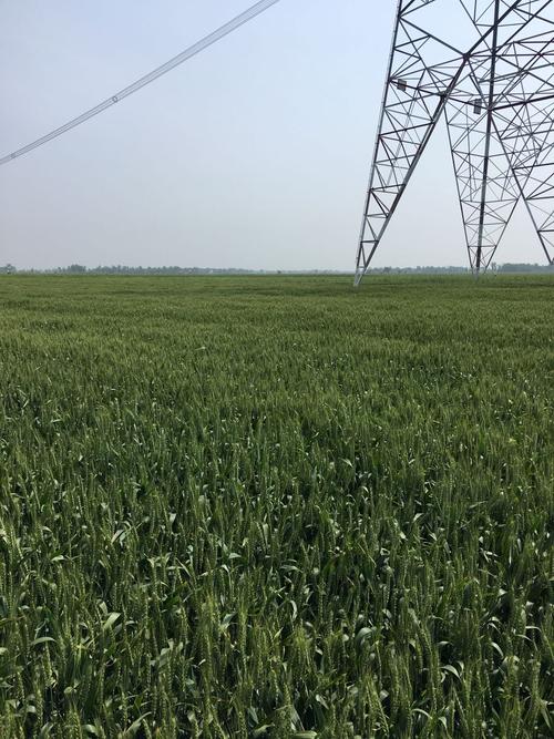 湖北枣阳小麦什么时候熟？湖北枣阳现在天气情况