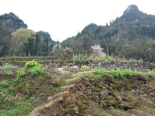 悬崖小城是湖北哪?查利川镇天气情况-图2 悬崖小城是湖北哪?查利川镇天气情况-图2
