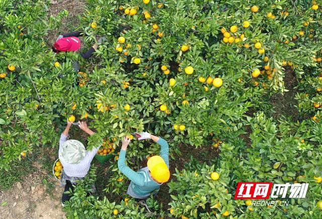 石门柑橘现在可以采摘吗？广东石门天气情况