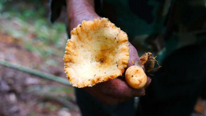 恩施这边九月长的菌子是什么？湖北松滋近期天气情况