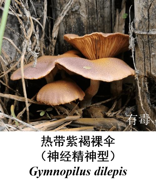 恩施这边九月长的菌子是什么？湖北松滋近期天气情况-图2