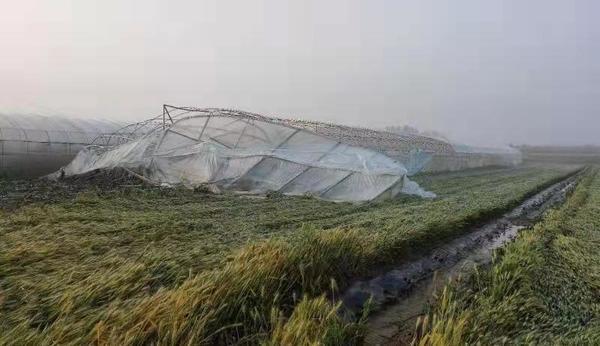 南阳小麦受灾最严重的地方是哪里?内乡明天的天气情况-图2 南阳小麦受灾最严重的地方是哪里?内乡明天的天气情况-图2