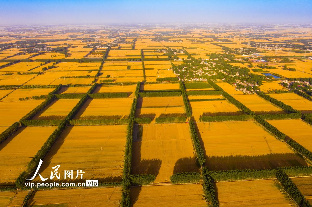 2023年河南西平县区域内小麦开始收割了吗?明天西平的天气情况-图3 2023年河南西平县区域内小麦开始收割了吗?明天西平的天气情况-图3