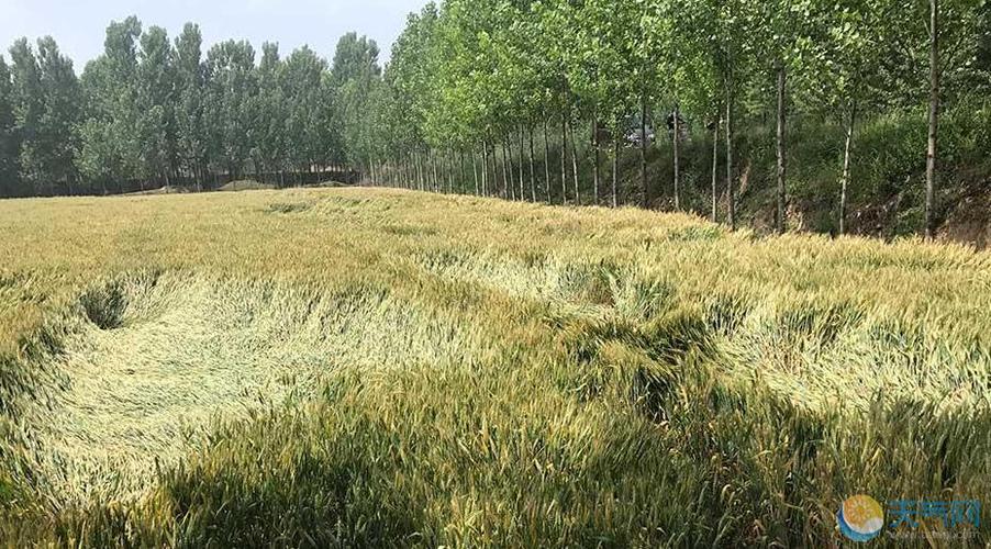 临汾尧都区现在还能种小麦吗?尧都区明天天气情况-图3 临汾尧都区现在还能种小麦吗?尧都区明天天气情况-图3