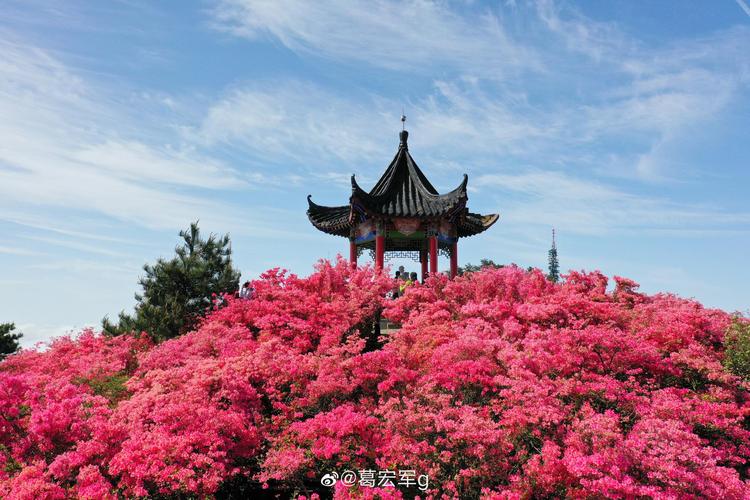 麻城看杜鹃最佳时间?麻城30日天气情况-图2 麻城看杜鹃最佳时间?麻城30日天气情况-图2
