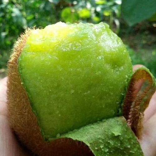 眉县齐镇猕猴桃好吃吗?宝鸡眉县的天气情况-图3 眉县齐镇猕猴桃好吃吗?宝鸡眉县的天气情况-图3