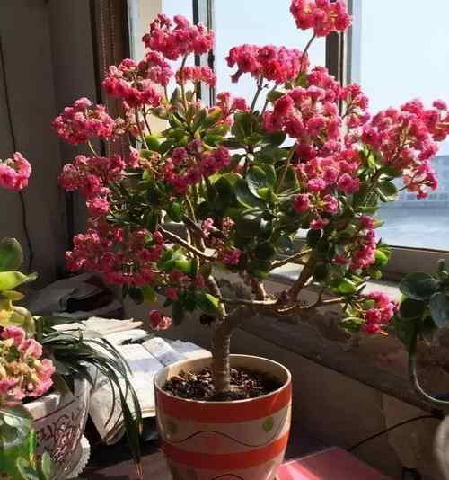 什么花能嫁接在长寿花上宜兴天气预报?宜兴29号天气情况-图2 什么花能嫁接在长寿花上宜兴天气预报?宜兴29号天气情况-图2