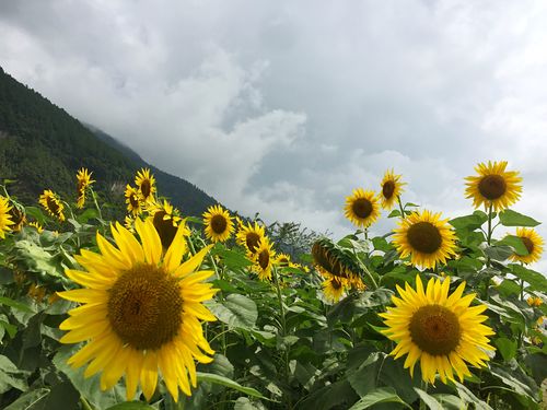 涪陵大木花谷的最佳观花季节？大木花谷天气情况