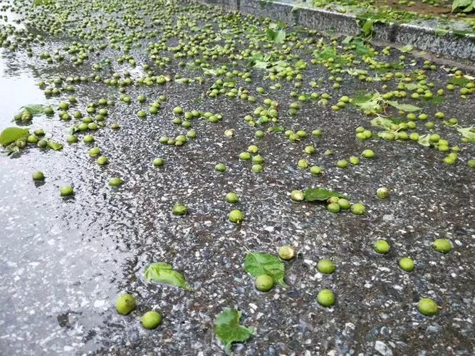 榆树今天下冰雹了吗?今天吉林榆树天气情况-图2 榆树今天下冰雹了吗?今天吉林榆树天气情况-图2