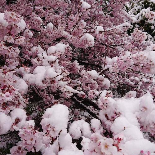花都开了又下雪正常吗？查看广州花都天气情况