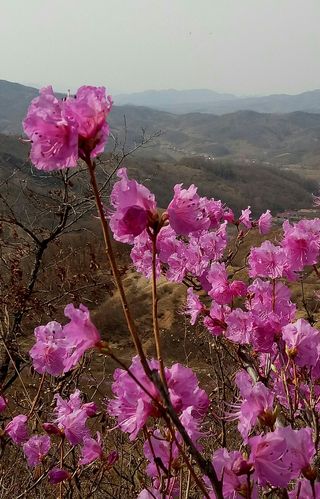 河北兴隆哪里看杜鹃花？河北兴隆的天气情况
