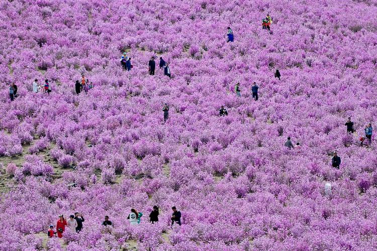 河北兴隆哪里看杜鹃花?河北兴隆的天气情况-图2 河北兴隆哪里看杜鹃花?河北兴隆的天气情况-图2