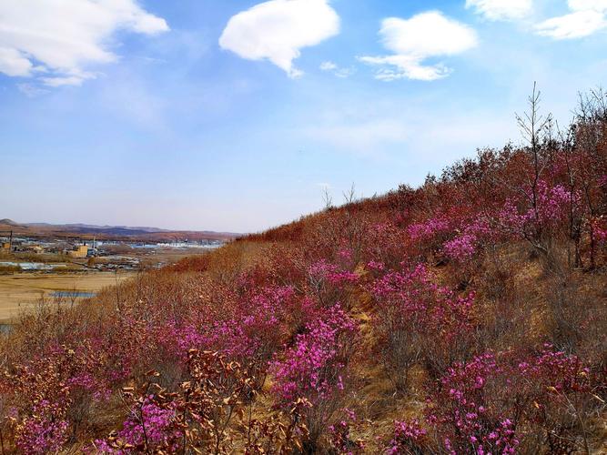 河北兴隆哪里看杜鹃花?河北兴隆的天气情况-图3 河北兴隆哪里看杜鹃花?河北兴隆的天气情况-图3