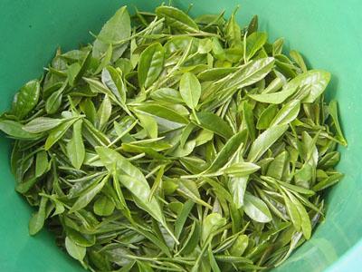 日照绿茶特色鲜明的气候原因?日照最近的天气情况-图3 日照绿茶特色鲜明的气候原因?日照最近的天气情况-图3