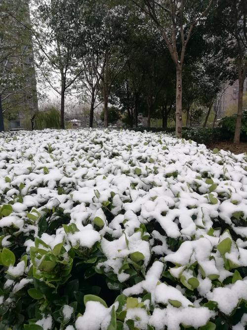 上海奉贤冬天会下雪吗?上海奉贤现在天气情况-图3 上海奉贤冬天会下雪吗?上海奉贤现在天气情况-图3