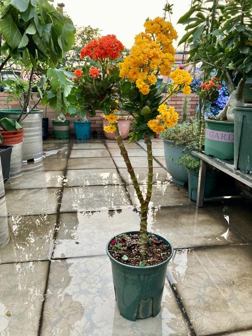 什么花能嫁接在长寿花上宜兴天气预报?明天宜兴的天气情况-图2 什么花能嫁接在长寿花上宜兴天气预报?明天宜兴的天气情况-图2