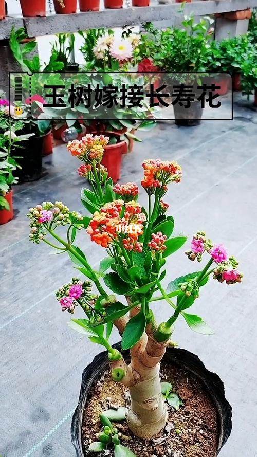 什么花能嫁接在长寿花上宜兴天气预报?明天宜兴的天气情况-图3 什么花能嫁接在长寿花上宜兴天气预报?明天宜兴的天气情况-图3