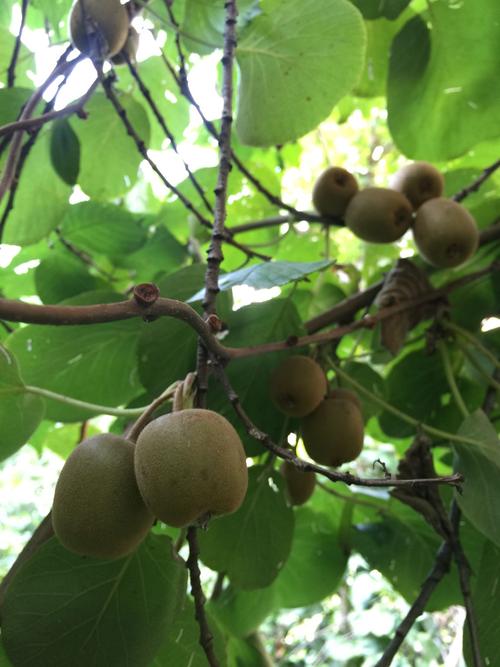 洛阳栾川适合做盆景的植物?洛阳栾川近期天气情况-图3 洛阳栾川适合做盆景的植物?洛阳栾川近期天气情况-图3