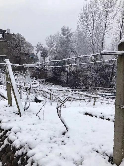 巴中今天下雪了吗?巴中19号天气情况-图3 巴中今天下雪了吗?巴中19号天气情况-图3