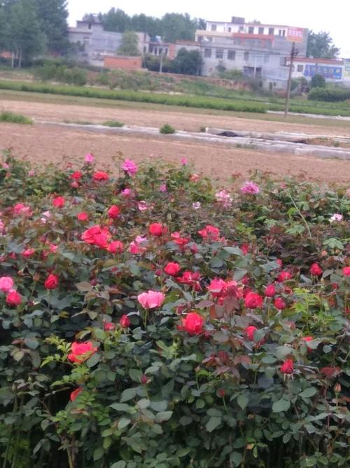 南阳月季花什么时候开?南阳4号天气情况-图2 南阳月季花什么时候开?南阳4号天气情况-图2