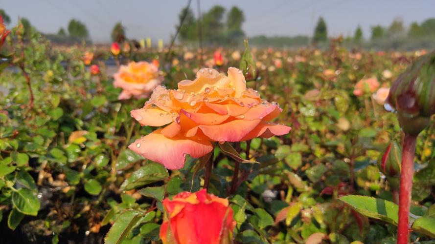 南阳月季花什么时候开?南阳4号天气情况-图3 南阳月季花什么时候开?南阳4号天气情况-图3