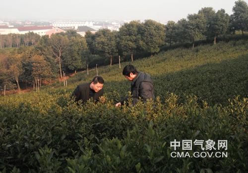 2022宜兴春茶何时上市?宜兴明天的天气情况-图2 2022宜兴春茶何时上市?宜兴明天的天气情况-图2
