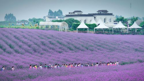 中国哪里产的熏香最好?成都香薰山谷天气情况-图2 中国哪里产的熏香最好?成都香薰山谷天气情况-图2