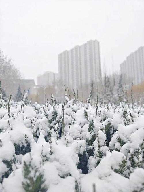 库尔勒的雪能下多厚?库尔勒的天气情况是-图2 库尔勒的雪能下多厚?库尔勒的天气情况是-图2
