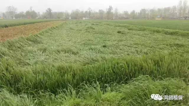河南方城小麦倒伏情况？方城今天什么天气情况