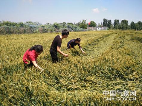 河南方城小麦倒伏情况?方城今天什么天气情况-图3 河南方城小麦倒伏情况?方城今天什么天气情况-图3