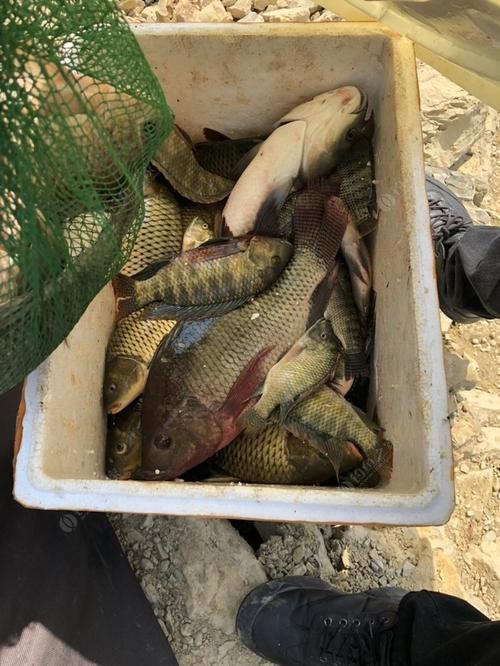 罗甸钓鲤鱼用什么饵料?罗甸明天的天气情况-图2 罗甸钓鲤鱼用什么饵料?罗甸明天的天气情况-图2