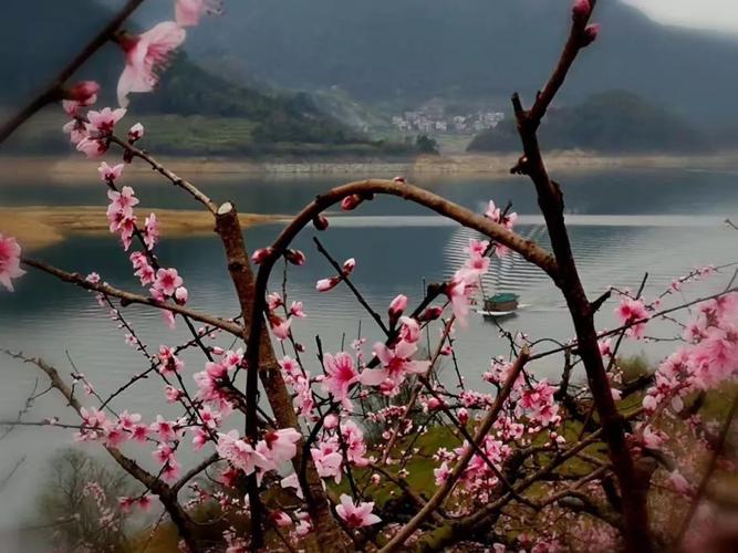 新昌沃洲湖桃花什么时候开？3月新昌天气情况-图2