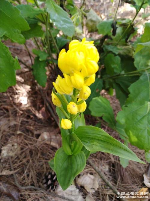 金兰花什么时候开花？湖南衡阳金兰天气情况