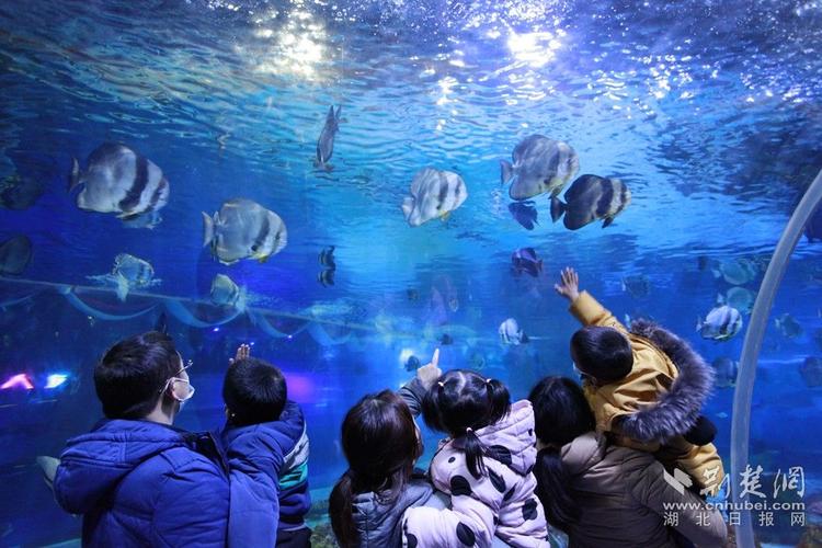 宜昌点军海洋馆表演时间?宜昌点军天气情况-图2 宜昌点军海洋馆表演时间?宜昌点军天气情况-图2