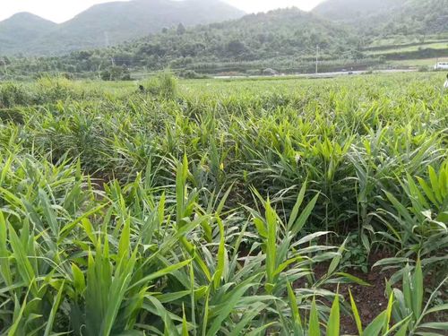 生姜种植方法及种植成本效益?2016年莒县天气情况-图2 生姜种植方法及种植成本效益?2016年莒县天气情况-图2