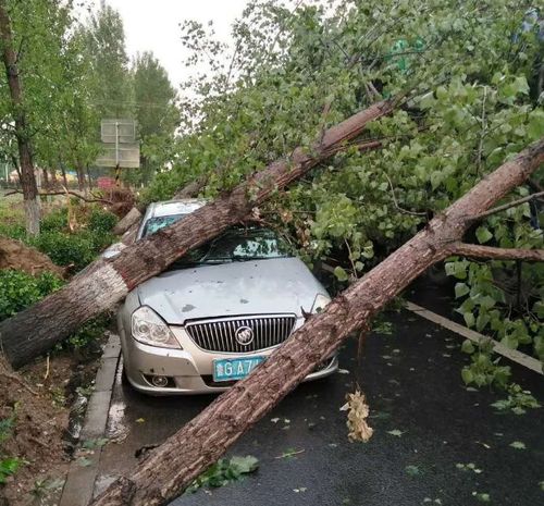 潍坊高密下冰雹了吗？今天高密的天气情况