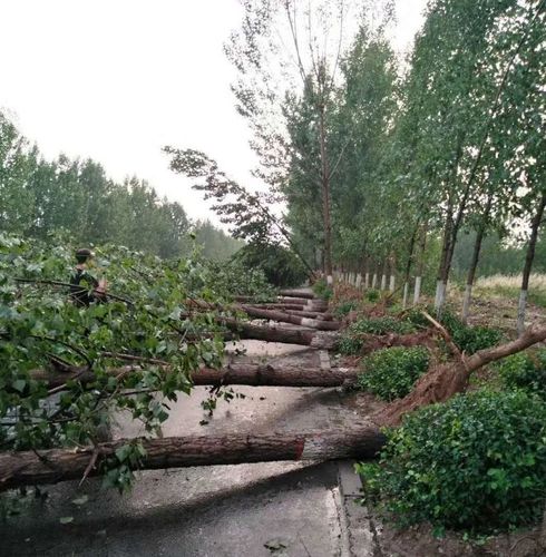 潍坊高密下冰雹了吗?今天高密的天气情况-图3 潍坊高密下冰雹了吗?今天高密的天气情况-图3