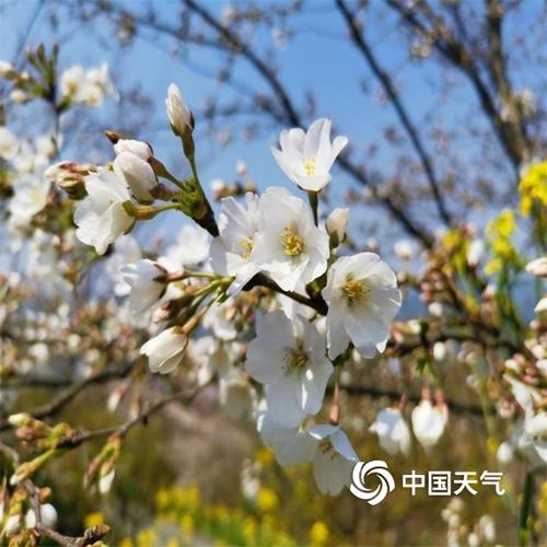 余杭樱花开放时间?余杭明天天气情况-图2 余杭樱花开放时间?余杭明天天气情况-图2