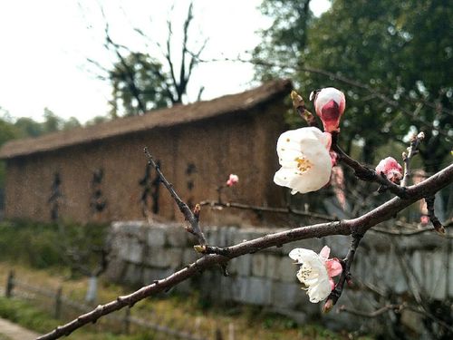 池州杏花什么时候开？池州14号天气情况
